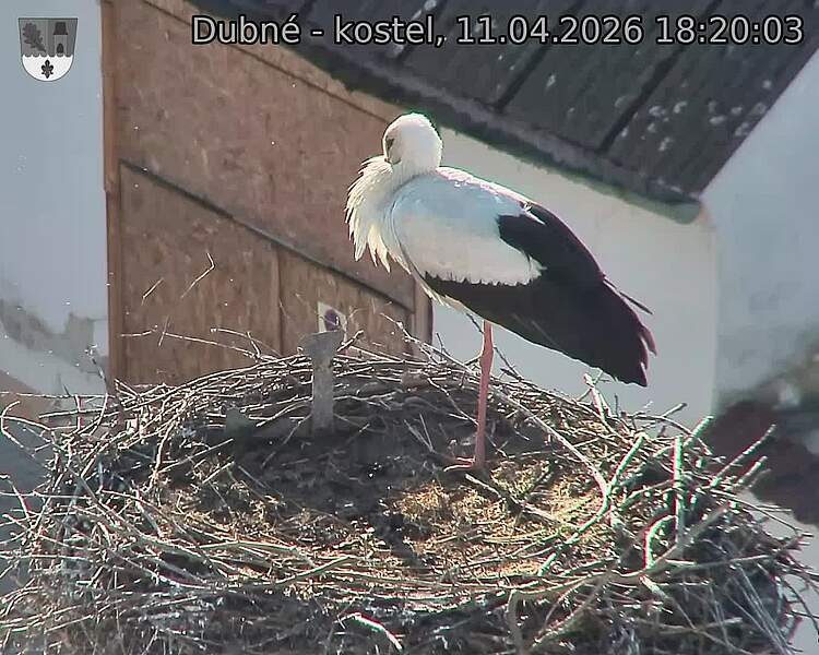 Capi_Dubne_20260411_182003.jpg (1350&nbsp;x&nbsp;1080)