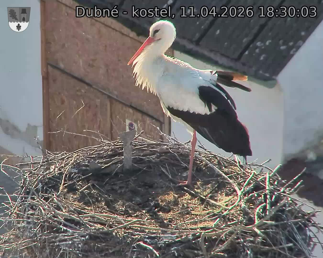 Capi_Dubne_20260411_183003.jpg (1350&nbsp;x&nbsp;1080)