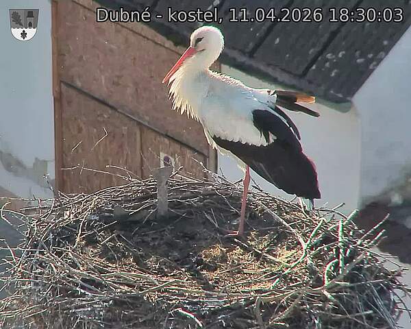 Capi_Dubne_20260411_183003.jpg (1350&nbsp;x&nbsp;1080)