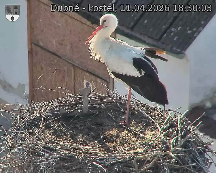 Capi_Dubne_20260411_183003.jpg (1350&nbsp;x&nbsp;1080)