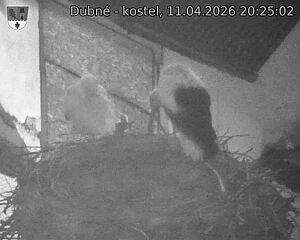 Capi_Dubne_20260411_202502.jpg (1350&nbsp;x&nbsp;1080)