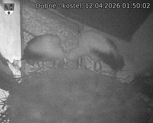 Capi_Dubne_20260412_015002.jpg (1350&nbsp;x&nbsp;1080)