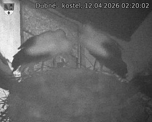 Capi_Dubne_20260412_022002.jpg (1350&nbsp;x&nbsp;1080)