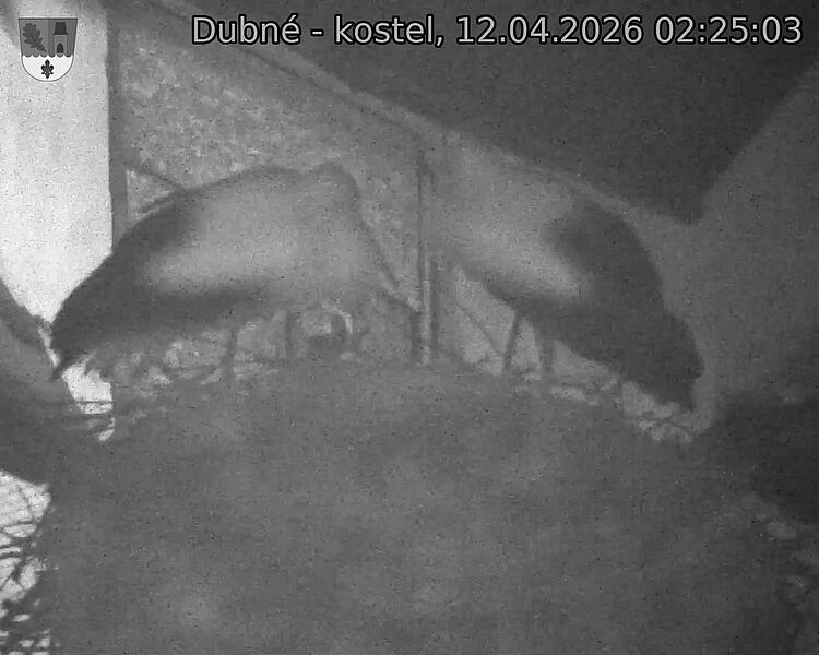 Capi_Dubne_20260412_022503.jpg (1350&nbsp;x&nbsp;1080)