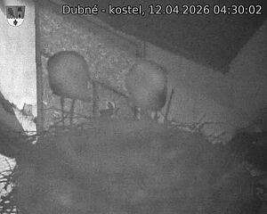 Capi_Dubne_20260412_043002.jpg (1350&nbsp;x&nbsp;1080)