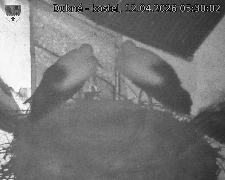 Capi_Dubne_20260412_053002.jpg (1350&nbsp;x&nbsp;1080)