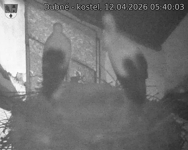 Capi_Dubne_20260412_054003.jpg (1350&nbsp;x&nbsp;1080)