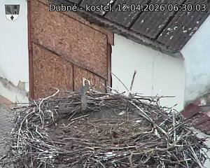 Capi_Dubne_20260412_063003.jpg (1350&nbsp;x&nbsp;1080)