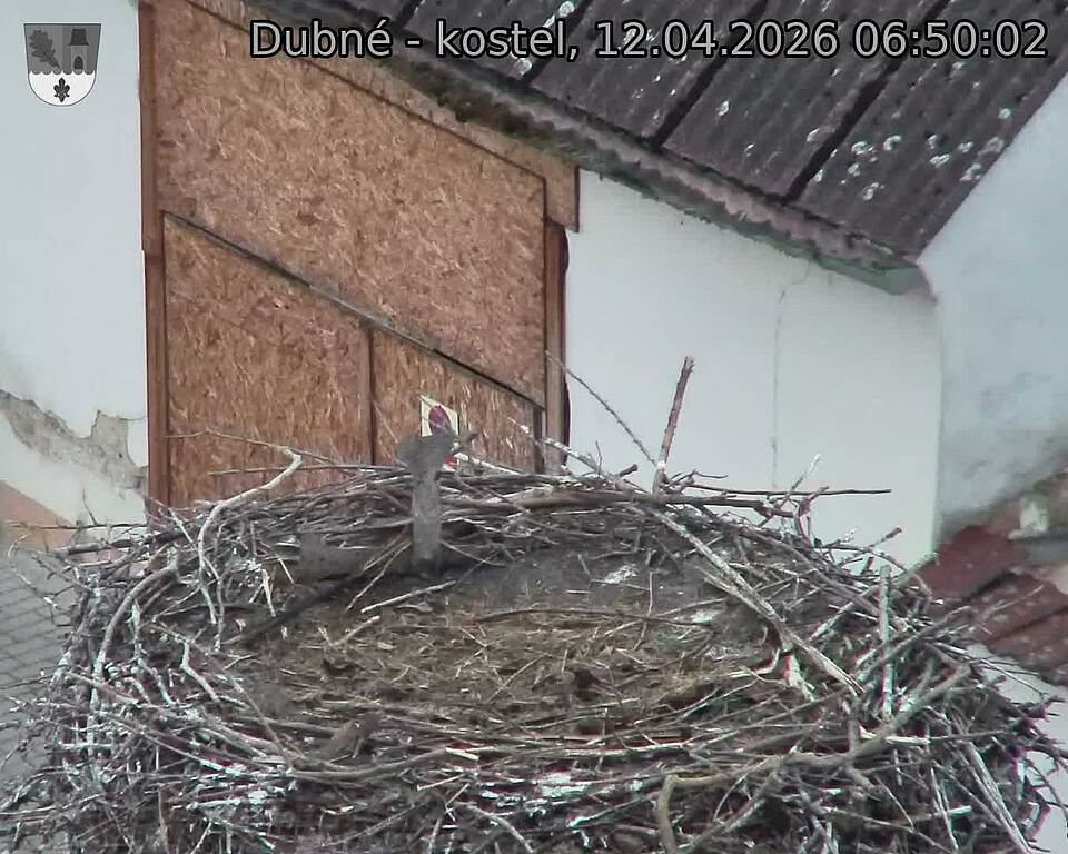 Capi_Dubne_20260412_065002.jpg (1350&nbsp;x&nbsp;1080)