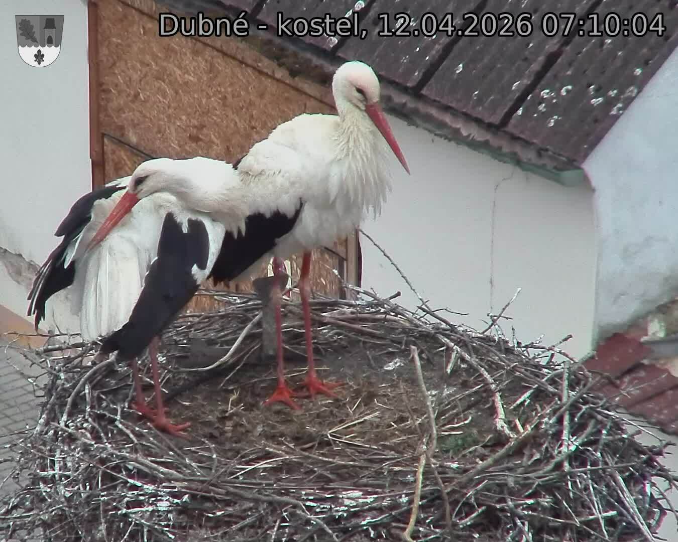 Capi_Dubne_20260412_071004.jpg (1350&nbsp;x&nbsp;1080)