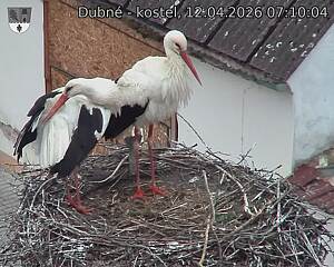 Capi_Dubne_20260412_071004.jpg (1350&nbsp;x&nbsp;1080)