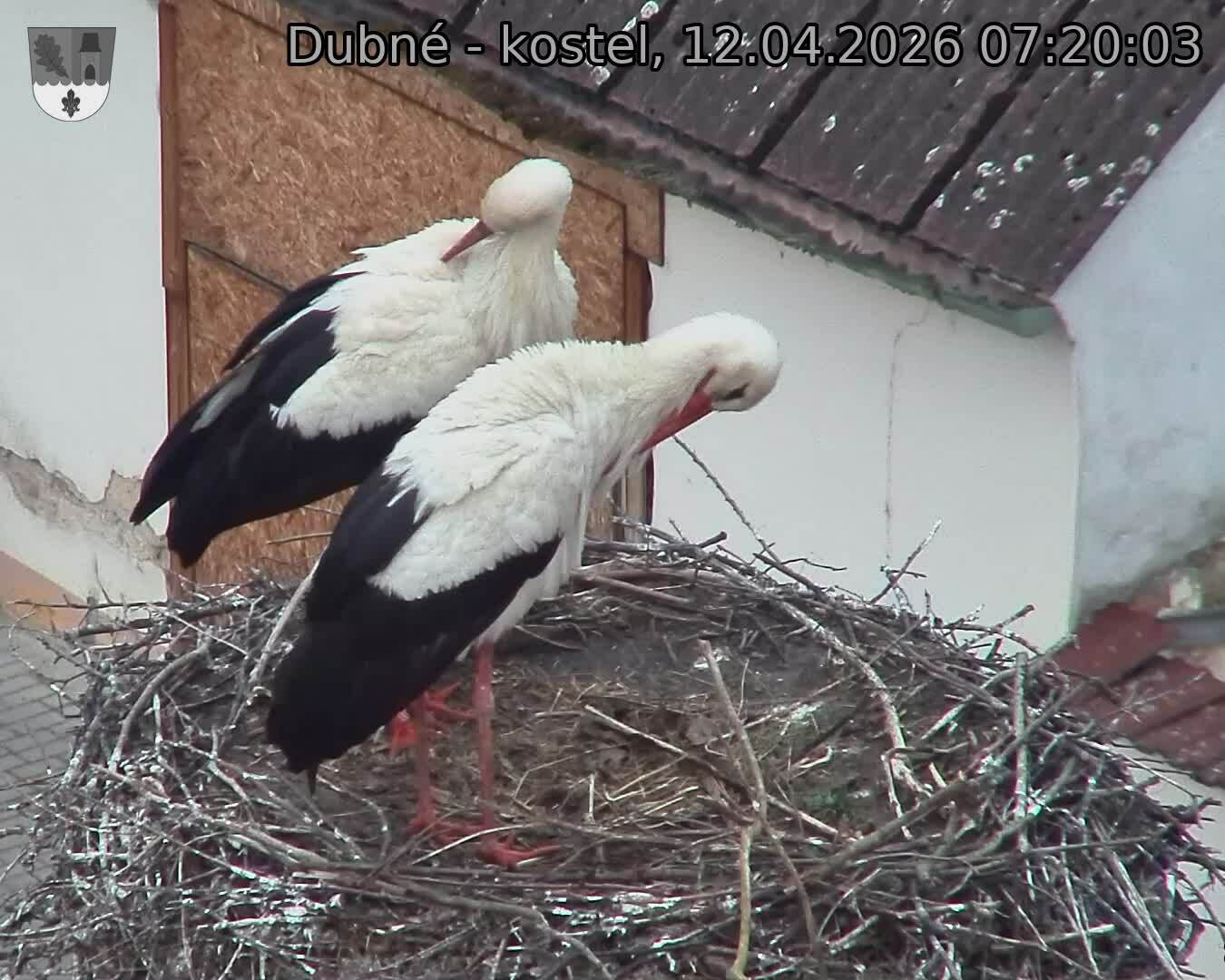 Capi_Dubne_20260412_072003.jpg (1350&nbsp;x&nbsp;1080)
