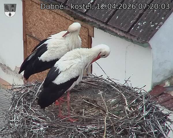 Capi_Dubne_20260412_072003.jpg (1350&nbsp;x&nbsp;1080)