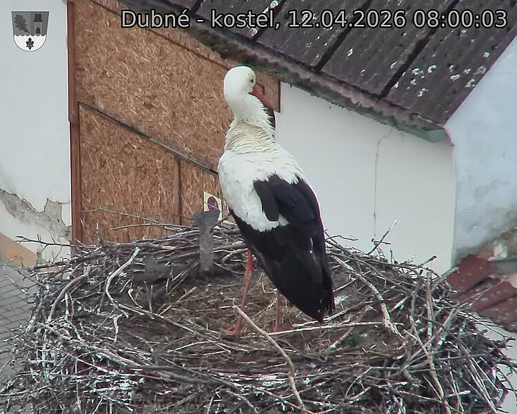 Capi_Dubne_20260412_080003.jpg (1350&nbsp;x&nbsp;1080)