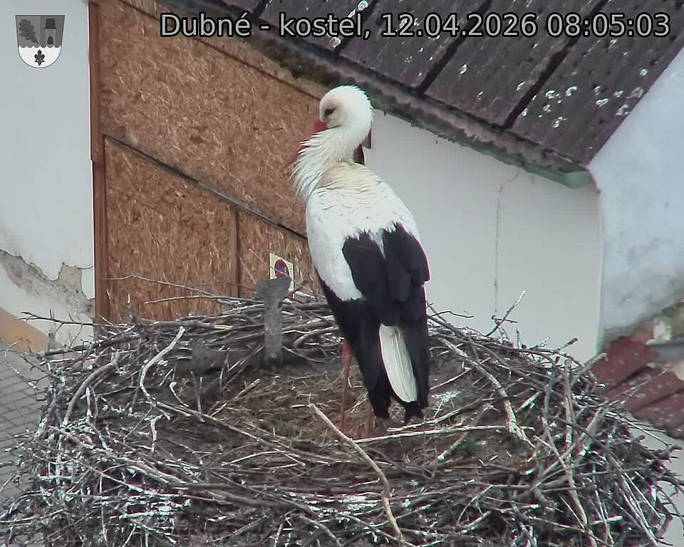 Capi_Dubne_20260412_080503.jpg (1350&nbsp;x&nbsp;1080)