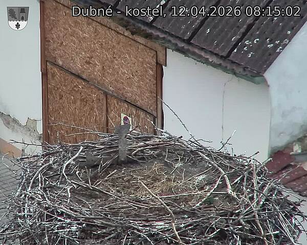 Capi_Dubne_20260412_081502.jpg (1350&nbsp;x&nbsp;1080)