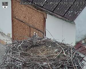 Capi_Dubne_20260412_082003.jpg (1350&nbsp;x&nbsp;1080)