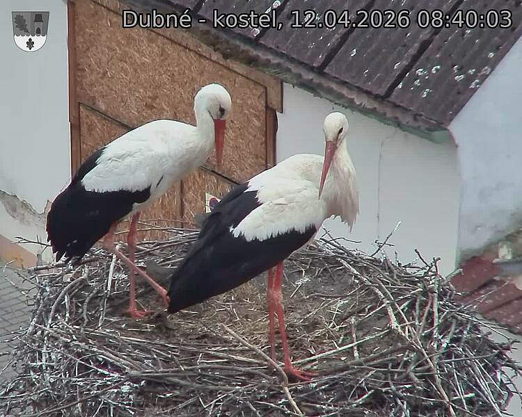 Capi_Dubne_20260412_084003.jpg (1350&nbsp;x&nbsp;1080)