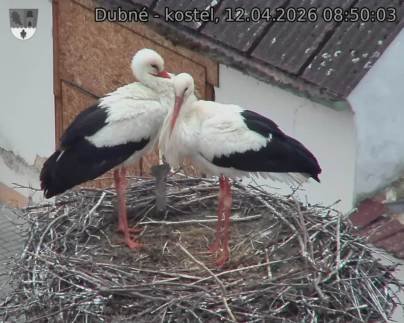 Capi_Dubne_20260412_085003.jpg (1350&nbsp;x&nbsp;1080)