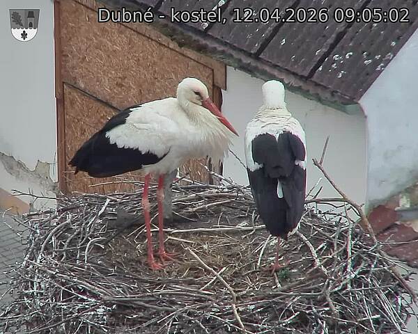 Capi_Dubne_20260412_090502.jpg (1350&nbsp;x&nbsp;1080)