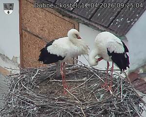 Capi_Dubne_20260412_092504.jpg (1350&nbsp;x&nbsp;1080)