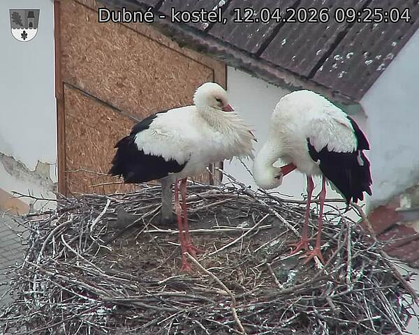 Capi_Dubne_20260412_092504.jpg (1350&nbsp;x&nbsp;1080)