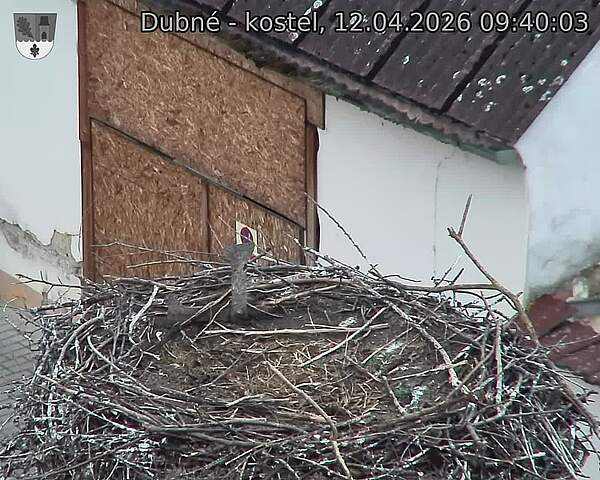 Capi_Dubne_20260412_094003.jpg (1350&nbsp;x&nbsp;1080)