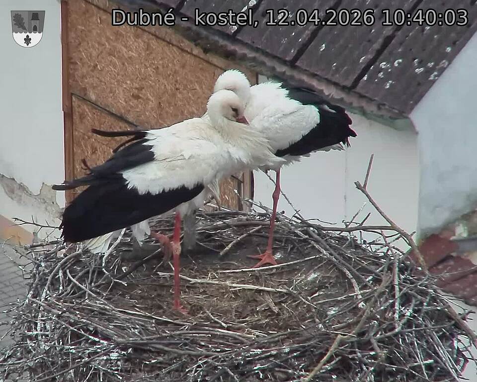 Capi_Dubne_20260412_104003.jpg (1350&nbsp;x&nbsp;1080)