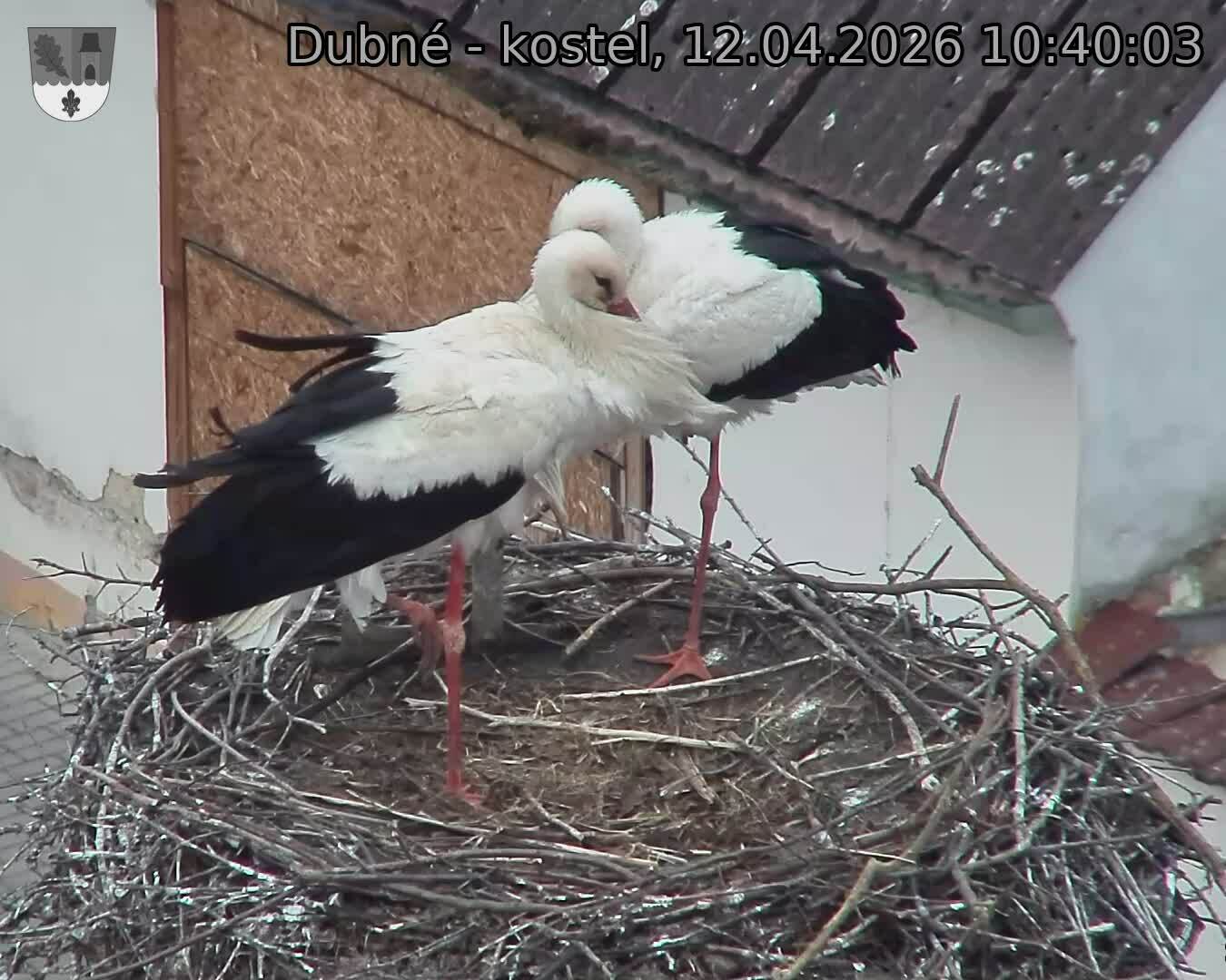 Capi_Dubne_20260412_104003.jpg (1350&nbsp;x&nbsp;1080)