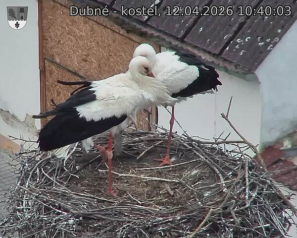 Capi_Dubne_20260412_104003.jpg (1350&nbsp;x&nbsp;1080)