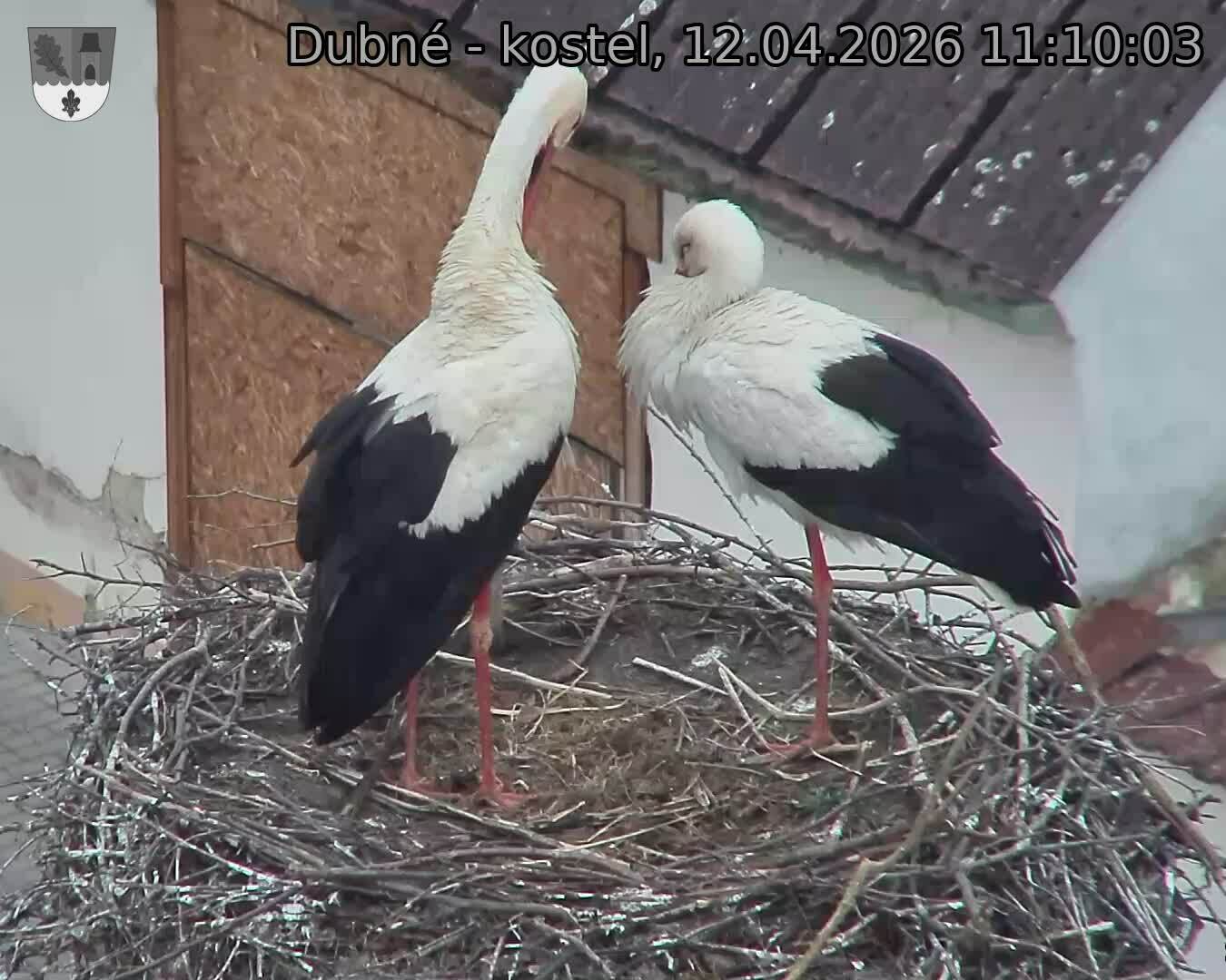 Capi_Dubne_20260412_111003.jpg (1350&nbsp;x&nbsp;1080)