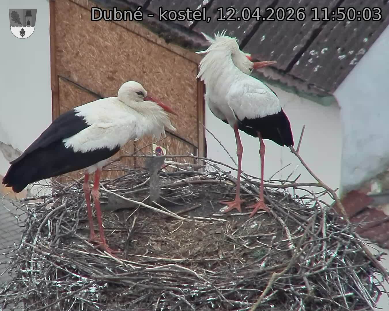 Capi_Dubne_20260412_115003.jpg (1350&nbsp;x&nbsp;1080)