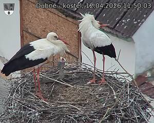 Capi_Dubne_20260412_115003.jpg (1350&nbsp;x&nbsp;1080)