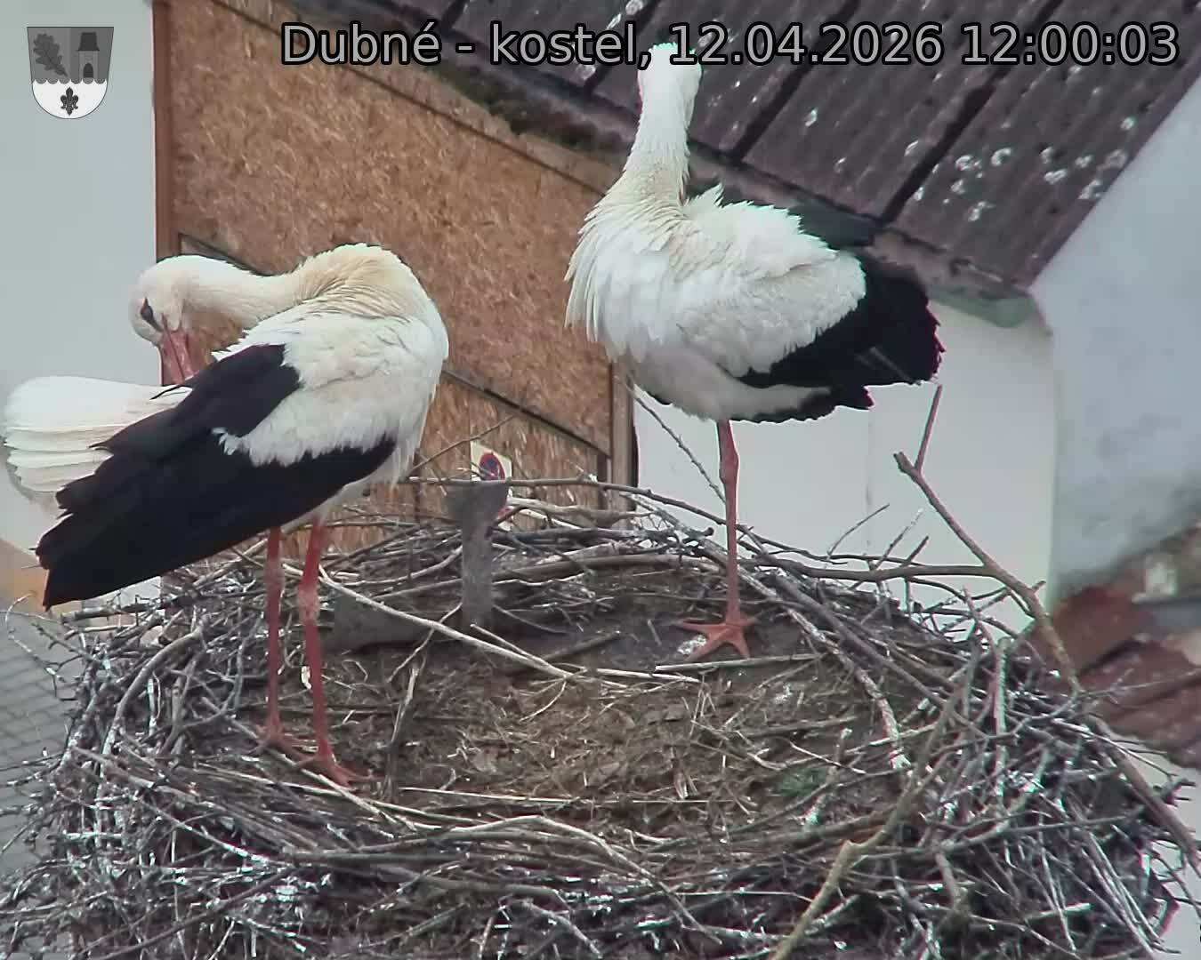 Capi_Dubne_20260412_120003.jpg (1350&nbsp;x&nbsp;1080)