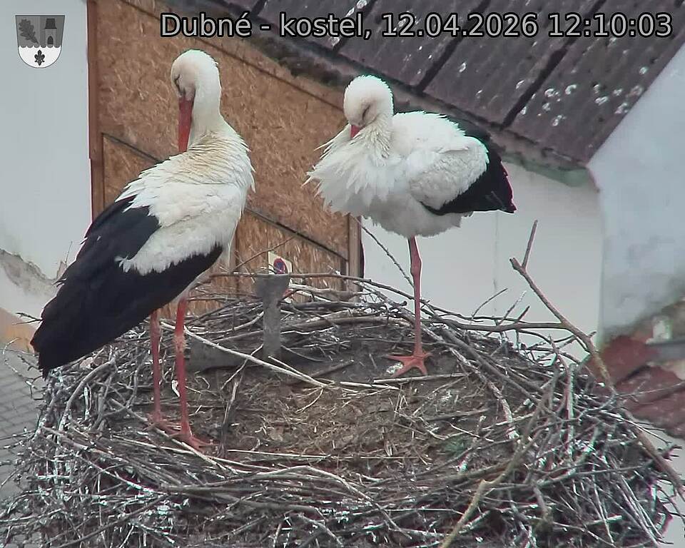 Capi_Dubne_20260412_121003.jpg (1350&nbsp;x&nbsp;1080)