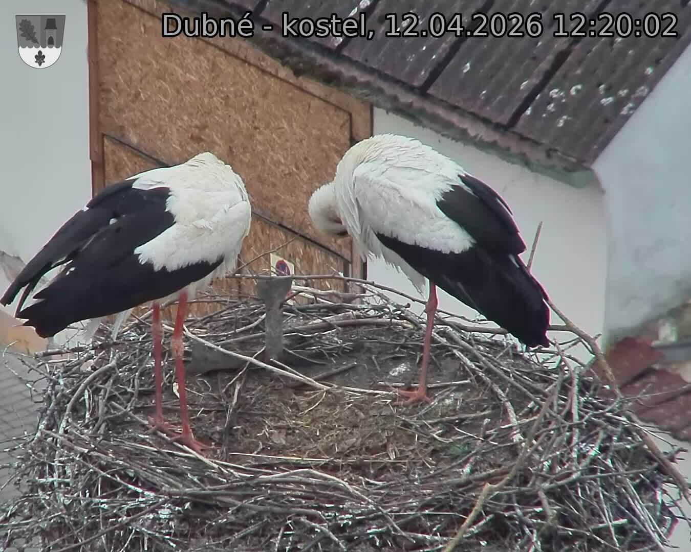 Capi_Dubne_20260412_122002.jpg (1350&nbsp;x&nbsp;1080)