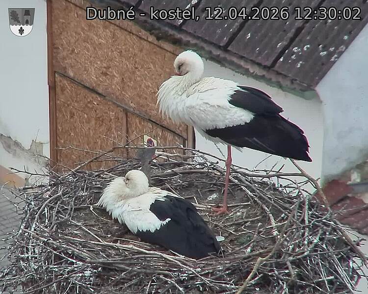 Capi_Dubne_20260412_123002.jpg (1350&nbsp;x&nbsp;1080)