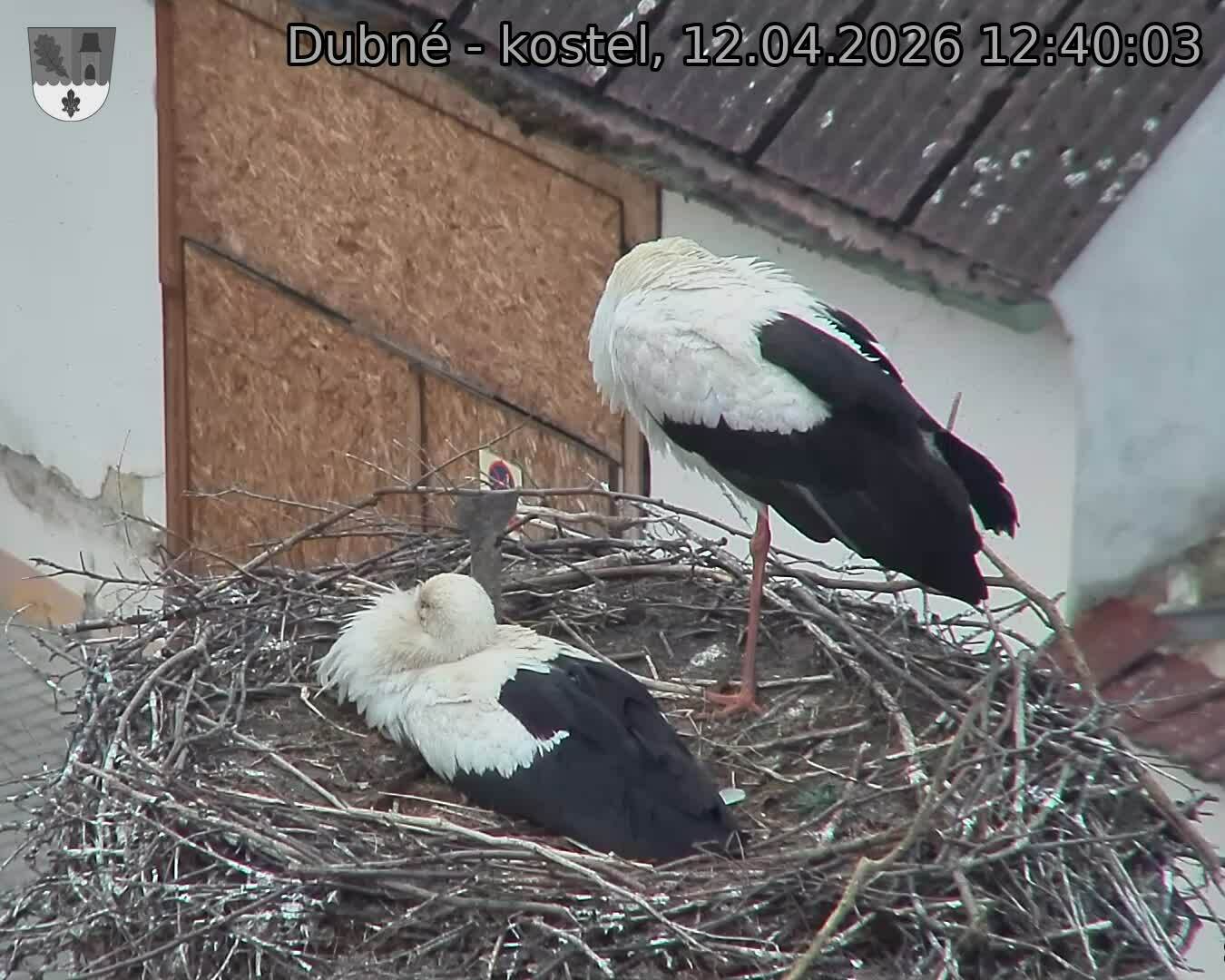 Capi_Dubne_20260412_124003.jpg (1350&nbsp;x&nbsp;1080)