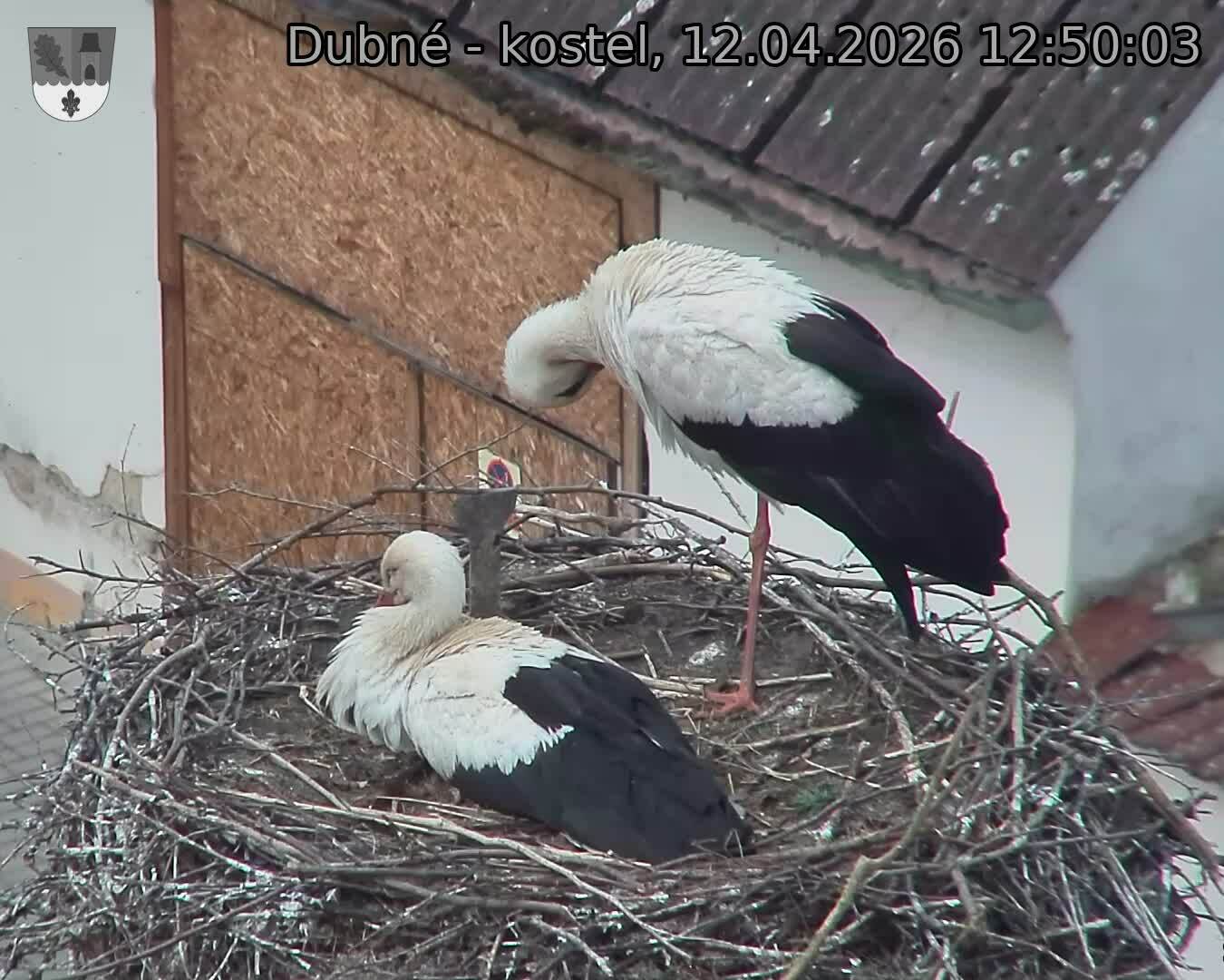 Capi_Dubne_20260412_125003.jpg (1350&nbsp;x&nbsp;1080)