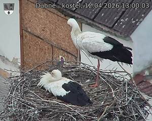 Capi_Dubne_20260412_130003.jpg (1350&nbsp;x&nbsp;1080)