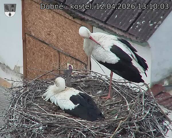 Capi_Dubne_20260412_131003.jpg (1350&nbsp;x&nbsp;1080)