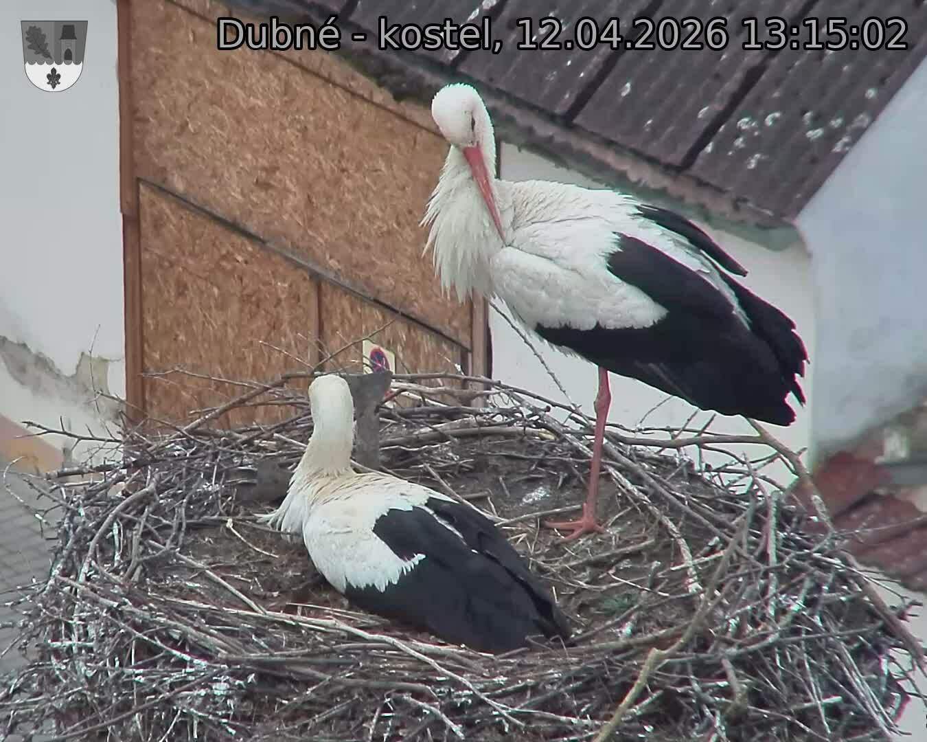 Capi_Dubne_20260412_131502.jpg (1350&nbsp;x&nbsp;1080)