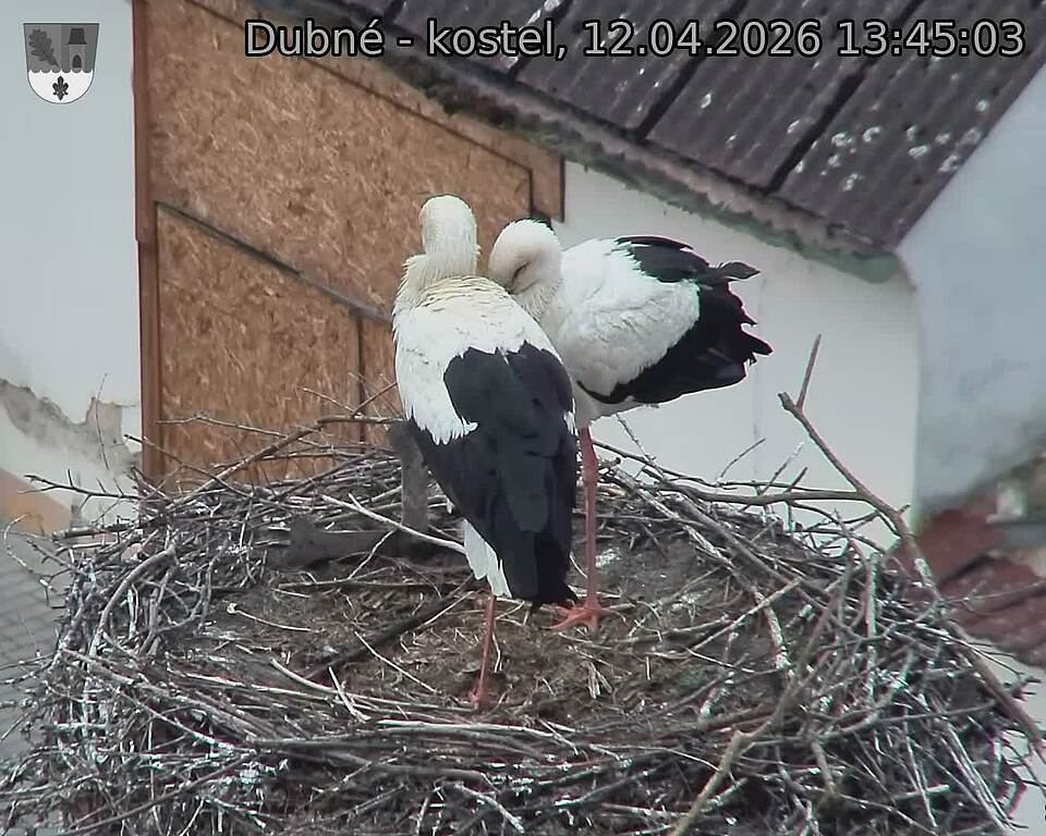 Capi_Dubne_20260412_134503.jpg (1350&nbsp;x&nbsp;1080)