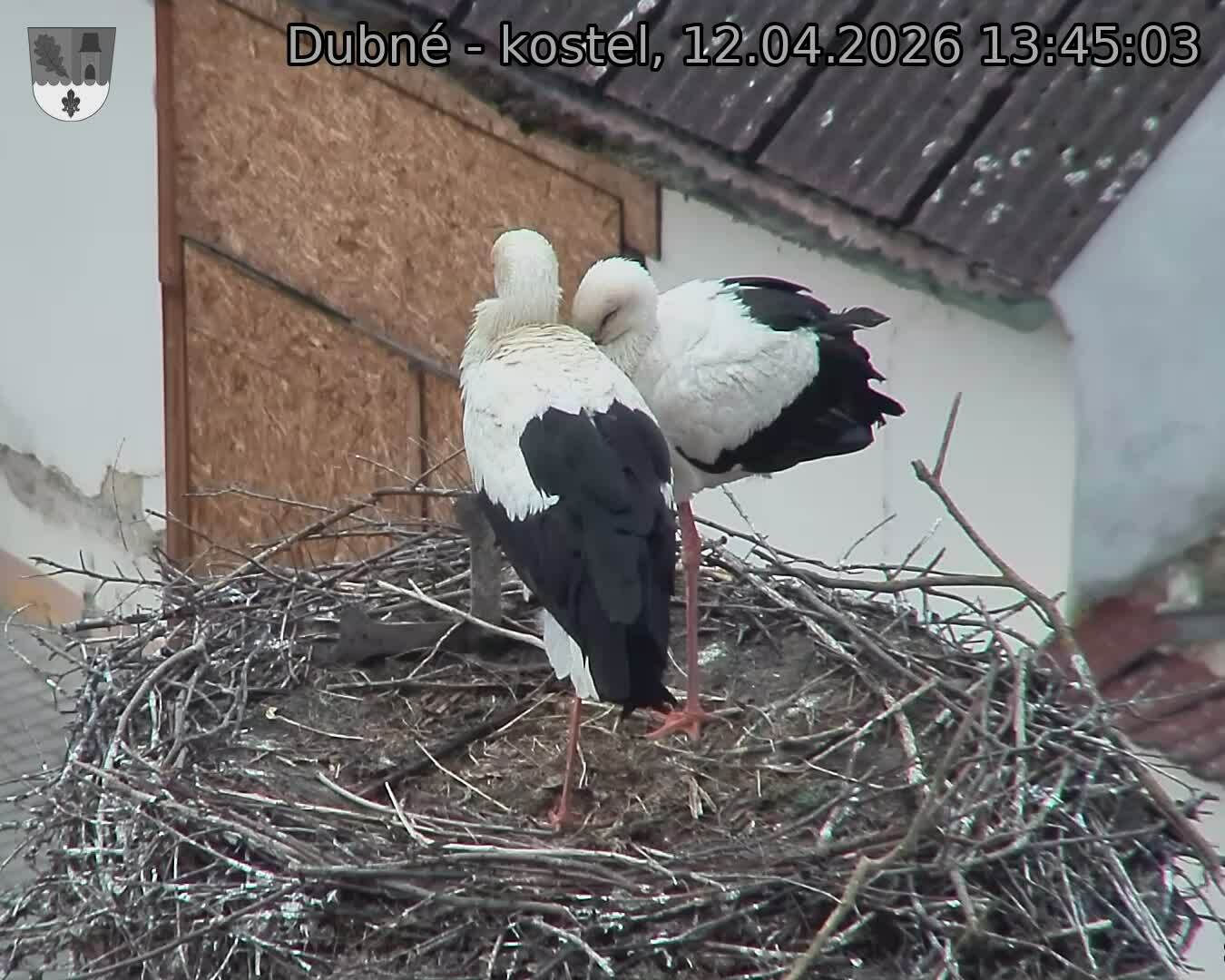 Capi_Dubne_20260412_134503.jpg (1350&nbsp;x&nbsp;1080)