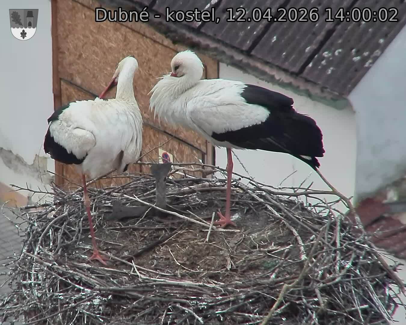 Capi_Dubne_20260412_140002.jpg (1350&nbsp;x&nbsp;1080)