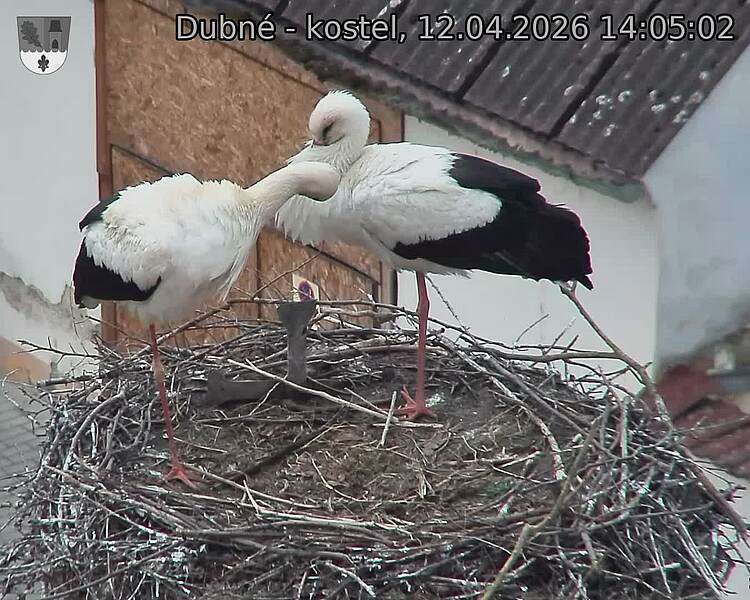 Capi_Dubne_20260412_140502.jpg (1350&nbsp;x&nbsp;1080)