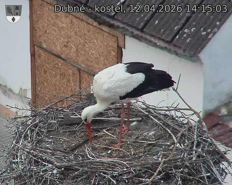 Capi_Dubne_20260412_141503.jpg (1350&nbsp;x&nbsp;1080)