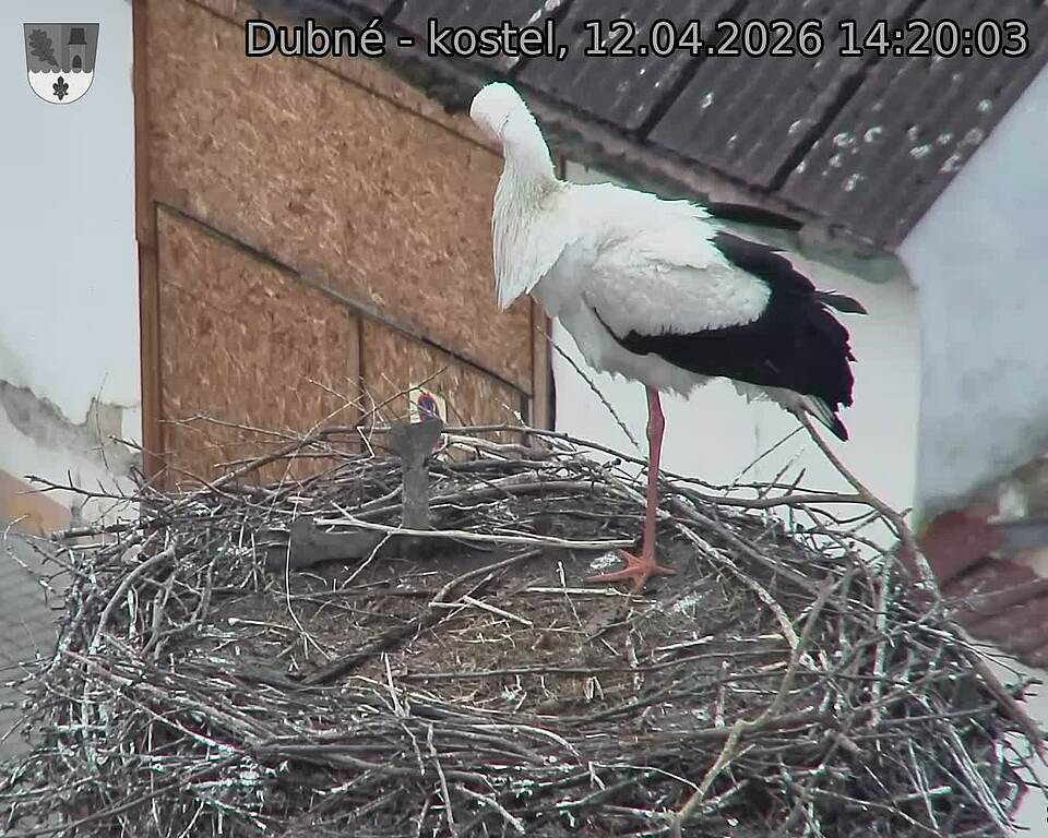 Capi_Dubne_20260412_142003.jpg (1350&nbsp;x&nbsp;1080)