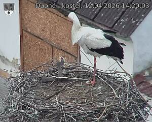 Capi_Dubne_20260412_142003.jpg (1350&nbsp;x&nbsp;1080)