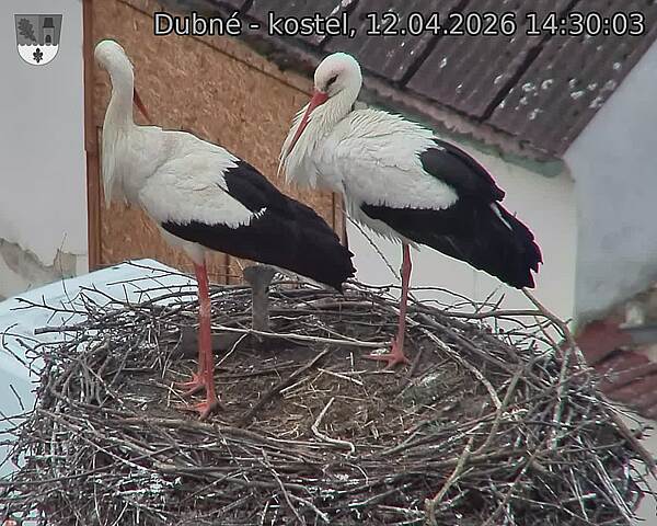 Capi_Dubne_20260412_143003.jpg (1350&nbsp;x&nbsp;1080)